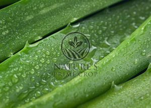 Aloe extract