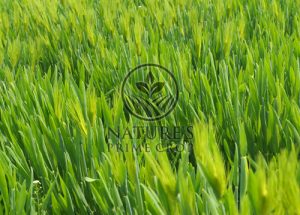 Barley Grass