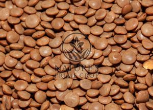 Brown Lentil