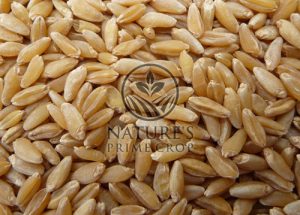 Durum Wheat