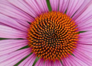 Echinacea