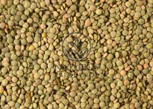 Green Lentil