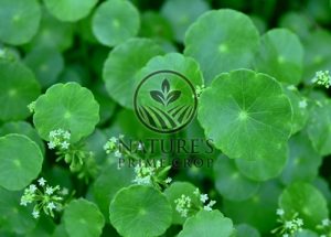 Hydrocotyle asiatica Extract