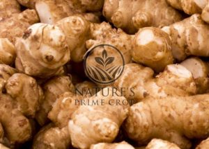 Jerusalem artichoke