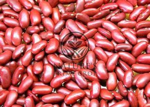 Kidney Beans