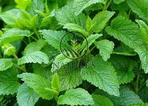 Lemon Balm Extract