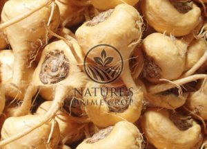 Maca extract