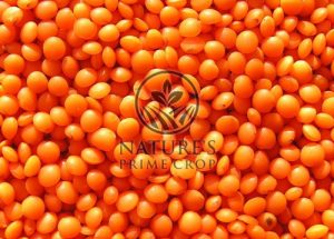 Red Football Lentil