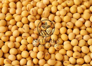 Soybeans