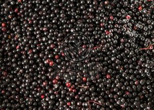 Elderberry